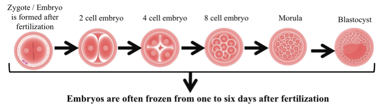 embryo freezing