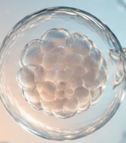 Blastocyst Transfer