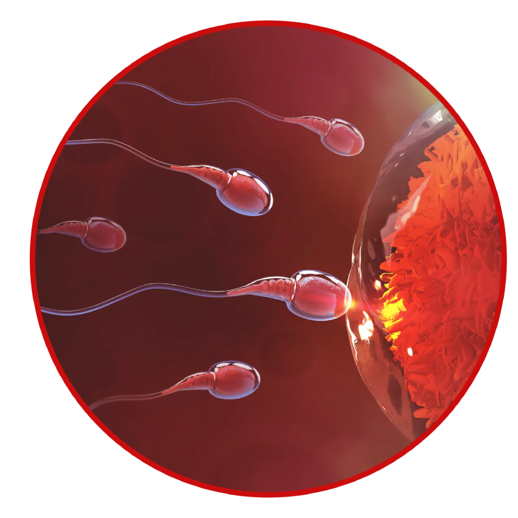 Surgical Sperm Retrieval 